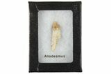 Rooted Fossil Sea Lion (Allodesmus) Tooth - Bakersfield, CA #175178-2